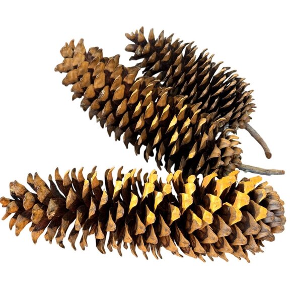 3 - Large Sugar Pine Cones 12”-20” From Northern California - Picture 6 of 6